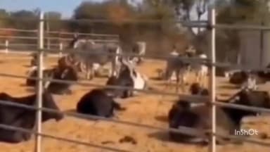 દાંતીવાડા: સાતસણમાં ધારાસભ્ય અને આગેવાનોની પરિસ્થિતિમાં ગૌશાળાનો શુભારંભ કરાયો.