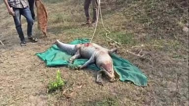 પાદરા: એક સાથે ત્રણ મગર ના શંકાસ્પદ મોત થી ફફડાટ