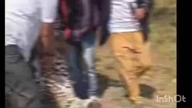 निफाड: *नारायणगाव (खेरवाडी) गायखे मळ्याजवळील खेरवाडी ओणे रस्तालगत तलावशेजारी गणेश लांडगे यांच्या शेतात बिबट्या मृत अवस्थेत