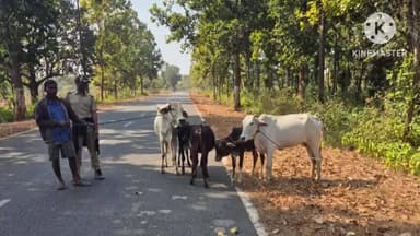 ରାସଗୋବିନ୍ଦପୁର: ଗୁହାଳଡିହା ଜଙ୍ଗଲରାସ୍ତାରେ ଚଢାଉକରି ପଶ୍ଚିମବଙ୍ଗକୁ ବେଆଇନ ଚାଲାଣ ହେଉଥିବା ୫ଗୋରୁଗାଈ ଜବତ, ଜଣେ ଗିରଫ
