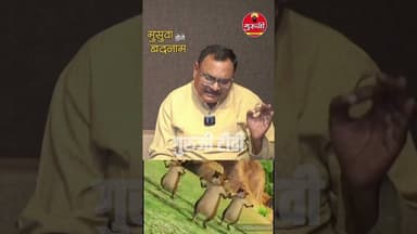 7 करोड़ का धान खाने के बाद मुसुवा होगे बदनाम#news #breakingnews #gurujitv #7करोड़_का_धान_चूहा_खा_गया