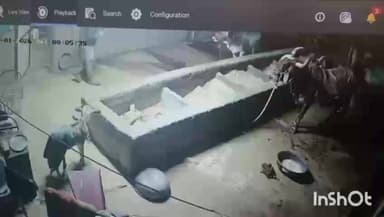 तराना: गोशाला में चोरी करने वाला चोर सीसीटीवी फुटेज से पकड़ा गया