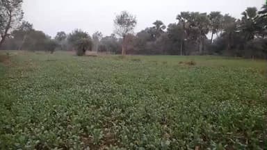 चेवाड़ा: चेवाड़ा नगर पंचायत क्षेत्र में सरसों की फसल पर रेतुआ रोग का प्रकोप, किसान परेशान