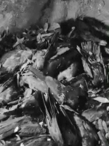 जगदीशपुर: भागलपुर के नवगछिया में रविवार को एक ही जगह पर करीब 150 कौओं की संदिग्ध मौत