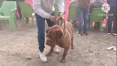 सहारनपुर: सहारनपुर में कैनाइन वेलफेयर सोसाइटी ने आयोजित किया डॉग शो, 20 लाख का जर्मन शेफर्ड रहा आकर्षण का केंद्र