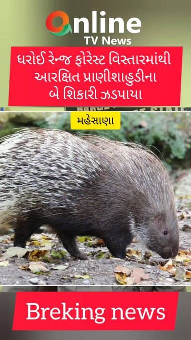 ધરોઈ રેન્જ ફોરેસ્ટ વિસ્તારમાંથી આરક્ષિત પ્રાણીશાહુડીના બે શિકારી ઝડપાયા@OnlineTVNewsShorts