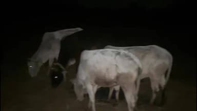 जशपुर: जशपुर पुलिस की बड़ी कार्रवाई, जंगल के रास्ते गौ तस्करी को नाकाम करते हुए 6 गौवंश को सुरक्षित छुड़ाया