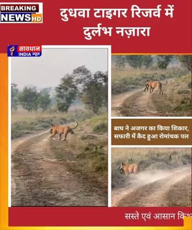दुधवा टाइगर रिजर्व में दुर्लभ नज़ारा: बाघ ने अजगर का किया शिकार, सफारी के दौरान कैमरे में कैद हुआ रोमांचक पल