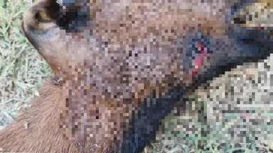 महागाव: तालुक्यातील वाकान शिवरात वाघाचा हल्ला; बोकड ठार