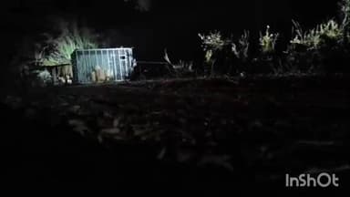 ગોખરવાળા ગામે બે સિંહ બાળ નું કરાયું વન વિભાગ દ્વારા રેસ્ક્યૂ જીવના જોખમે સિંહ બાળ નું કરાયું રેસ્ક્યુ.