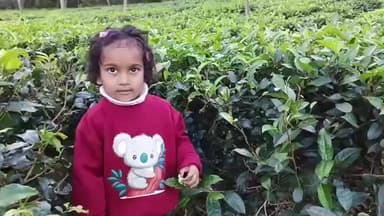 जशपुर: नए साल पर जशपुर बना पर्यटन का पसंदीदा केंद्र, चाय बागानों में उमड़ रहे सैलानी