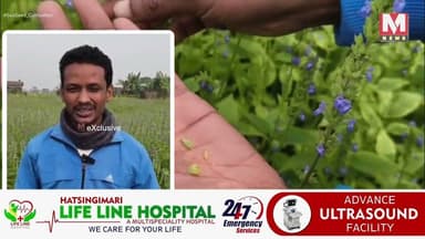 মানকাচৰত প্ৰথমবাৰৰ বাবে ছিয়া 'ছিড খেতি'সৰিয়হ খেতিতকৈ দুগুন লাভাম্বিত হ'ব কৃষক