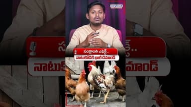 Sankranthi effect.. Huge Demand for Natukodi #sankranthi #natukodi #shorts #aadabhyderabadnews