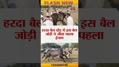 हरदा बैल दौड़ में इस बैल जोड़ी ने जीता पहला ईनाम। #trand #viralvídeos #trandingreelsviralvideo