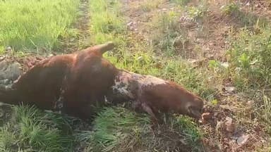 हरदा: हरदा के खेड़ा गांव में बाघ ने गाय का शिकार किया, गांव में दहशत