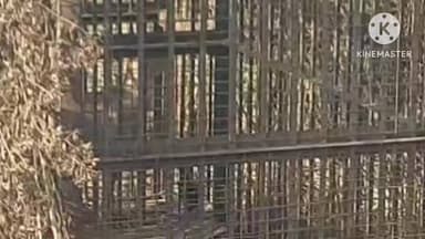 নাজিৰা: বামুণপুখুৰী চাহবাগিছাত প্ৰকাণ্ড নাহৰফুটুকী পিঞ্জৰাৱদ্ধ