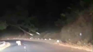 तामिया: अनखावाड़ी में सड़क पर दिखा बाघ, वीडियो वायरल होने से दहशत, वन विभाग ने कराई मुनादी