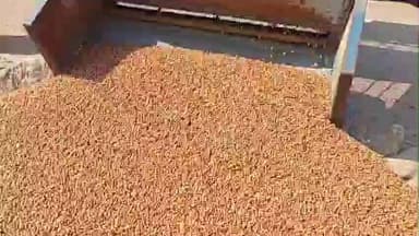 రాయదుర్గం: పట్టణంలో కందుల కొనుగోలు ప్రారంభించిన ఎమ్మెల్యే కాలవశ్రీనివాసులు