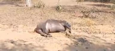 बैहर: बैहर क्षेत्र के जंगल में मिला एक जानवर का शव, वन विभाग ने बढ़ाई जांच