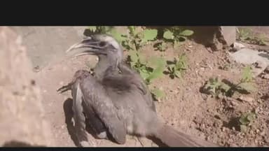 ब्यावर: भगत चौराहे पर चाइनीज माझ की चपेट में आने से पक्षी गंभीर रूप से घायल, चाइनीज माझा पक्षी और इंसान के लिए घातक साबित हुआ