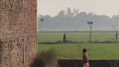 महाराजगंज: बेलवा टिकर में गेहूंअन सांप निकलने से हड़कंप,युवक ने हवा में उछाल खेतों की तरफ खदेड़ा