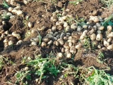 बांगरमऊ: बांगरमऊ में किसान को आलू की फसल में 52 हजार का नुकसान, 90 हजार लागत के बाद 38 हजार में बिकी फसल