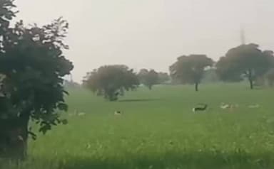 सीहोर: जिले के ग्राम जमनी पड़ली में खेत में दिखा तेंदुआ, ग्रामीणों में दहशत