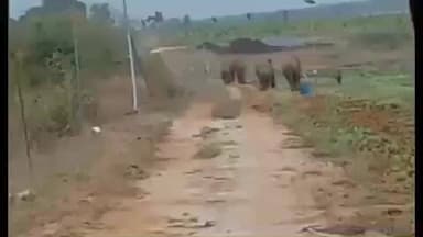 தாளவாடி: அருளவாடி மலை கிராமத்தில் பகல் நேரத்தில் உலா வந்த யானைகளை டிராக்டர் கொண்டு விரட்டி அடித்த வீடியோ சமூக வலைத்தளங்களில் பரவியது