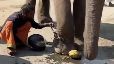 मंडला: यातायात जागरूकता: मंडला में हाथी ने हेलमेट का महत्व समझाकर यातायात नियमों का पालन करने का दिया संदेश