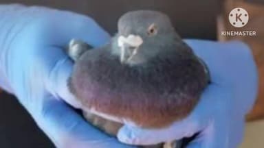 ભરૂચ: ભરૂચમાં છેલ્લા સાત વર્ષમાં પતંગનીદોરીથી 156 પક્ષીઓના મોત નિપજ્યાં