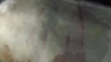 अनूपपुर: ग्राम रोहिलाकछार में हिंसक वन्यप्राणी का हमला, गाय गंभीर रूप से घायल