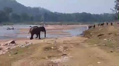 सतबरवा: झुंड से बिछड़े बुजुर्ग हाथी को ग्रामीणों ने पलामू किला की ओर खदेड़ा, उपमुखिया और पंचायत सदस्य ने दिखाई सक्रियता