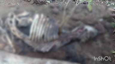 बोडला: बेंदा से लगे जंगल में मवेशी का शिकार बाघिन द्वारा किए जाने का मामला सामने आया