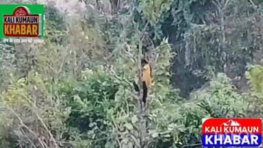 जान हथेली में रख ऊंचे पेड़ों से घास काटने को मजबूर लोहाघाट के सीमांत क्षेत्र की महिलाएं नहीं मिल रहा घसियारी योजना का ला