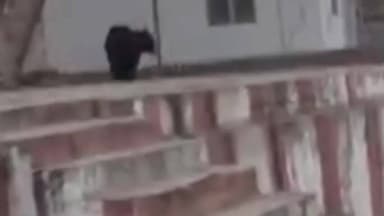 ಗಂಗಾವತಿ: ಆನೆಗುಂದಿಯ ನವವೃಂದಾವನ ಗಡ್ಡಿಯಲ್ಲಿ ಕರಡಿ ಪ್ರತ್ಯಕ್ಷ ಭಕ್ತರಲ್ಲಿ ಆತಂಕ ಸೃಷ್ಟಿ ಕರಡಿ ಸೆರೆ ಹಿಡಿಯಲು ಜನರ ಒತ್ತಾಯ