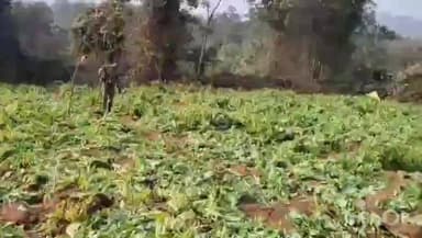 मनातू: पांकी एवं मनातू थाना क्षेत्र में अवैध अफीम की खेती नष्ट की गई