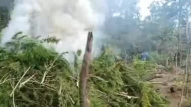 କଣ୍ଟାମାଳ: ଅଳିକୁଦ ଜଙ୍ଗଲ ରୁ ବିପୁଳ ପରିମାଣର ଗଂଜେଇ ଚାଷ ନଷ୍ଟ