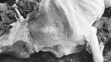 मझगवां: कावर जंगल में तेंदुए ने गाय पर किया हमला, घायल गाय ने घर पहुंचते ही तोड़ा दम