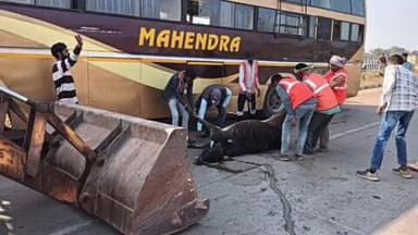 बेंद्री रायपुर मुख्य मार्ग पर सवारी बस ने गाय को मारी ठोकर, गाय की मौत, बस भी हुई क्षतिग्रस्त
