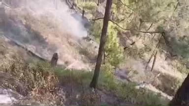 चम्पावत: बाराकोट के निकट लड़ीधुरा मंदिर गेट के समीप चीड़ के जंगल में लगी भीषण आग