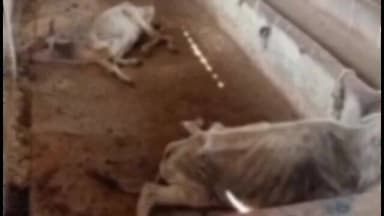 सोनकच्छ: ग्राम ओढ़नी: गौशाला में गायों की मौत का मामला, वीडियो हो रहा वायरल