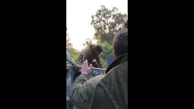 निचलौल: कोहडवल में सांभर का सफल रेस्क्यू, राम वचन साहनी ने उसे जंगल में सुरक्षित छोड़ा