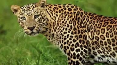 बेतालघाट: बेतालघाट के पास गुलदार के हमले में बाइक सवार बाल-बाल बचे, क्षेत्र में दहशत का माहौल