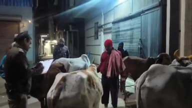 बुरहानपुर: कोतवाली पुलिस ने गोवंश की तस्करी पकड़ी, 5 गोवंश मुक्त, एक आरोपी गिरफ्तार