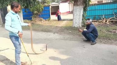40 साल पुराना बहुत ही विशाल सांप 🐍 को कैसे पकड़ा।। #snake #snakenews #snakevideo #shortsfeed #shorts