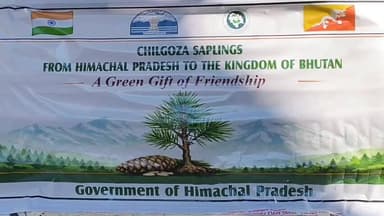 धामी: सीएम सुक्खू ने शिमला से भूटान के लिए रवाना किए 5 हजार चिलगोजे के पौधे, सरकार पंचायत चुनाव के फैसले का कर रही अध्ययन