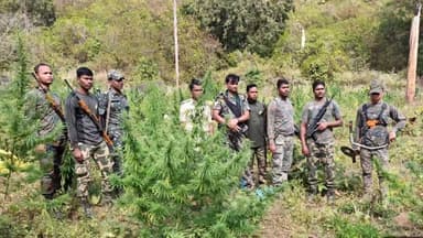 ପାରଳାଖେମୁଣ୍ଡି: ଅଡବା ଥାନା ଅନ୍ତର୍ଗତ ଗାତୁଗୁଡା ଗ୍ରାମ ନିକଟସ୍ଥ ୦୬ ଏକର ଜଙ୍ଗଲ ଜମିରେ ହୋଇଥିବା ପ୍ରାୟ ୧୨୦୦୦ରୁ ଅଧିକ ଗଞ୍ଜେଇ ଗଛକୁ ନଷ୍ଟ କଲା ପୋଲିସ