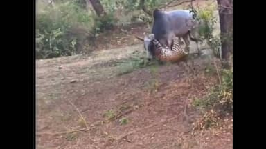 12/1/2026। रावतभाटा कोटा मार्ग पर कोलीपुरा जंगल में सांड पर तेंदुए ने किया जानलेवा हमला।#viral