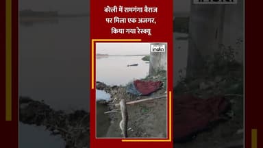 #बरेली में #रामगंगा #बैराज पर मिला #अजगर, किया गया #रेस्क्यू #Python #ramganga #bareilly #news #reel