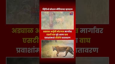 अड्याळ अर्जुनी मोरगाव मार्गावर एसटी बस पुढे आला वाघ प्रवाशां मध्ये भीतीचे वातावरण #tiger